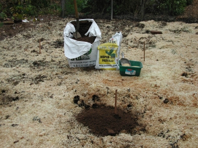 Planting blueberries