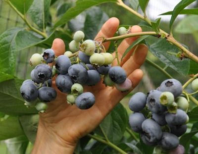 Blueberry fruits on plant