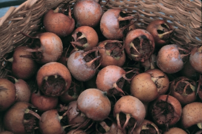 Medlar, fruit in basket