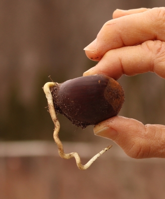 Sprouting chestnut
