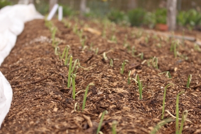 Onions, planted