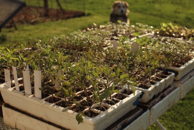 Seedling plants (and Sammy the dog) in spring