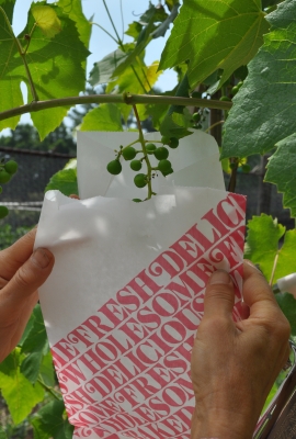 Bagging grapes