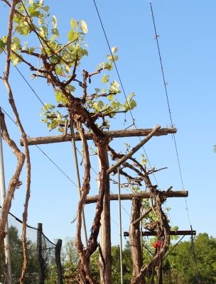 Well trained and  pruned grapes