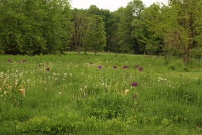 Allium hollandicum, Purple Sensation, field2