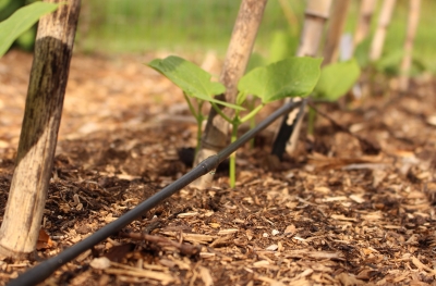 Dripline with beans