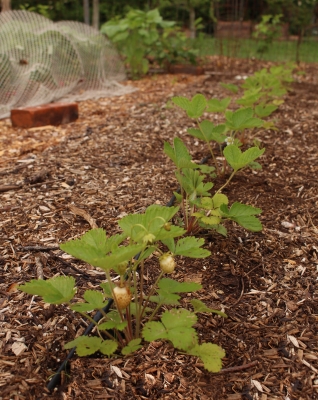 'Pineapple Crush' strawberries