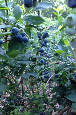 Blueberries galore