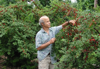 A profusion of Nanking cherries!