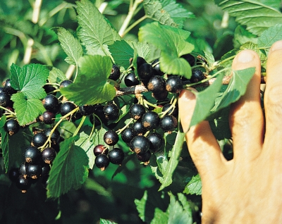 Belaruskaja black currants