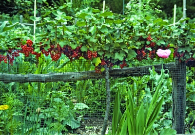 Red currant espalier
