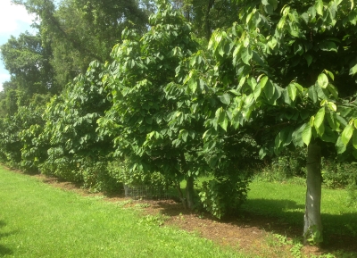 Row of pawpaw & black currant