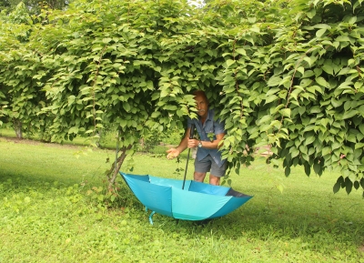 Hardy kiwifruit harvest into inverted umbrella