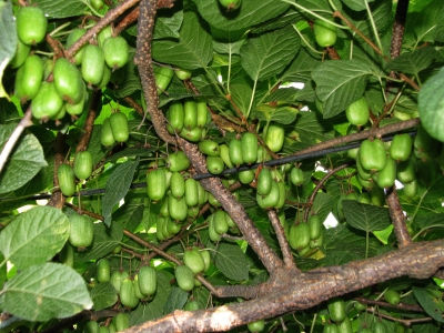 Hardy kiwifruits trained for easy harvest