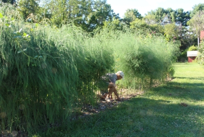 Weeding asparagus in past years