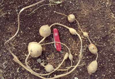 Groundnut tubers, in years' past