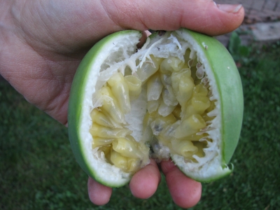 Maypop fruit