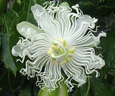 White maypop flower