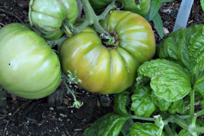 Tomatoes, not yet ripe