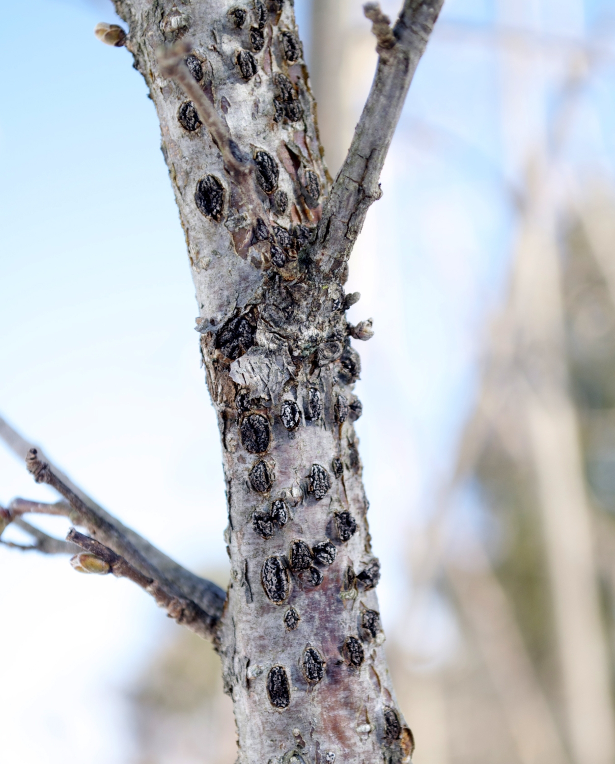 Hazels, Filberts, Cobnuts; Good by any Name Lee Reich
