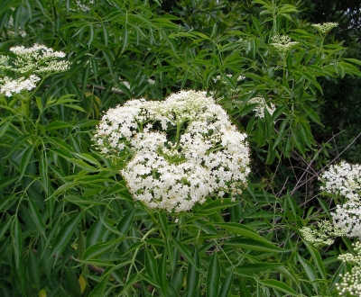 Elderberry flowers