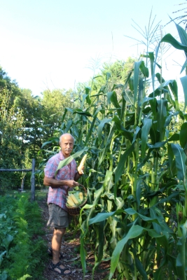 A bed of ripe Golden Bantam corn