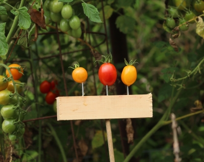 Tomatoes-Honey Drop, Honey Bunch, Solid Gold