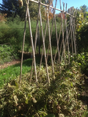 Beans cleared away; only poles still standing, for now