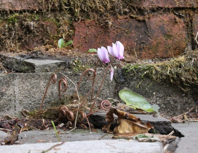 Cyclamen flower in a crannied wall
