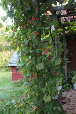 Cardinal climber