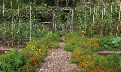 Signet marigolds lining garden paths