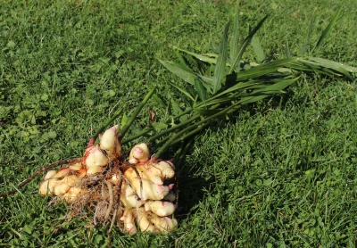 Harvested ginger