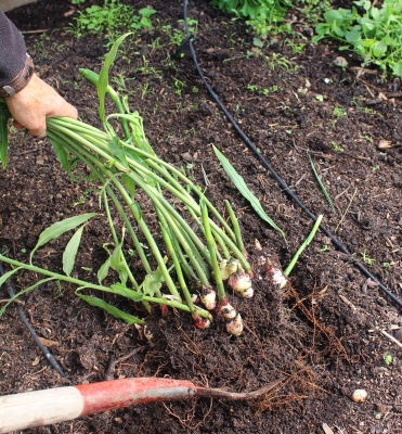 Digging up ginger