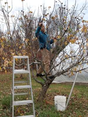 Harvesting medlars