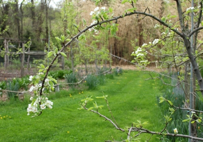 Flowers on bent pear branch