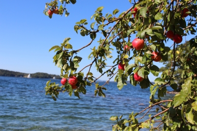 Maine's wild apples