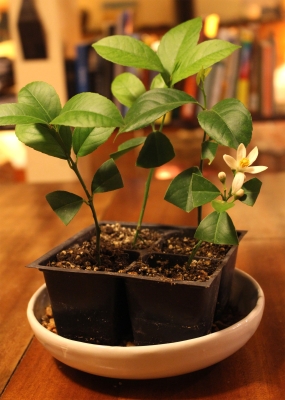 Meyer lemon, rooted and flowering already