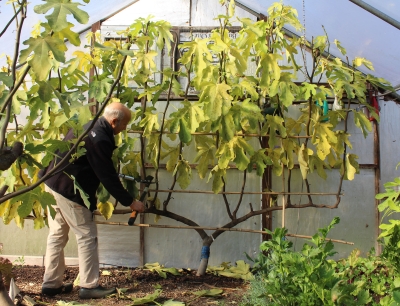 Pruning Rabbi Samuel espalier