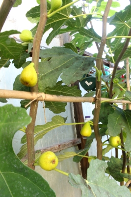 The last of figs ripening