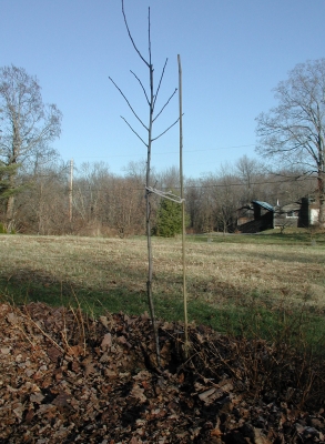 Young tree, staked