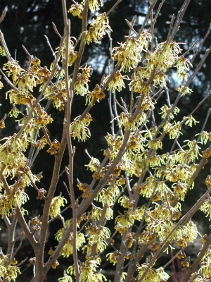 Witchhazel blooming in autumn