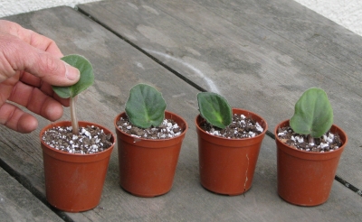 Rooting African violet leaves