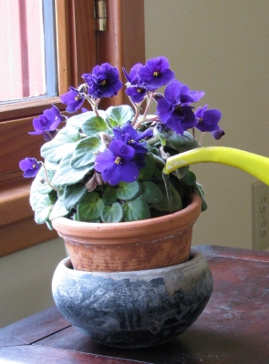 watering African Violet