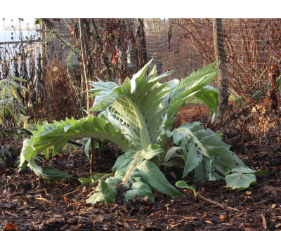 Cardoon in late fall