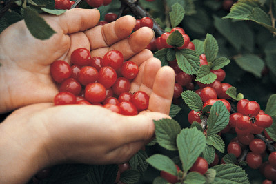 Nanking cherries, easy, good, quick to bear, prolific