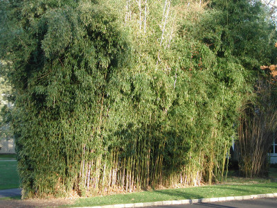 Bamboo after a mild winter