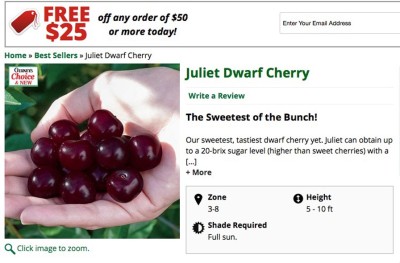 Advertisement for Juliet cherry