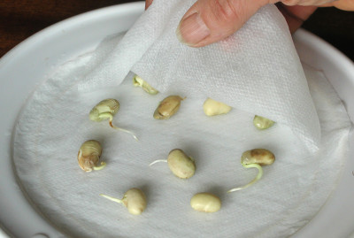 Testing seed germination