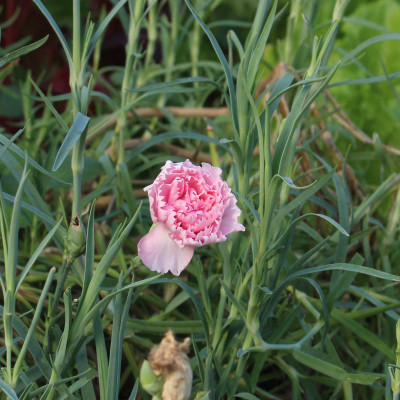 Carnation, fragrant and pretty