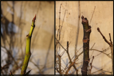 Figs buds, still dormant in basement